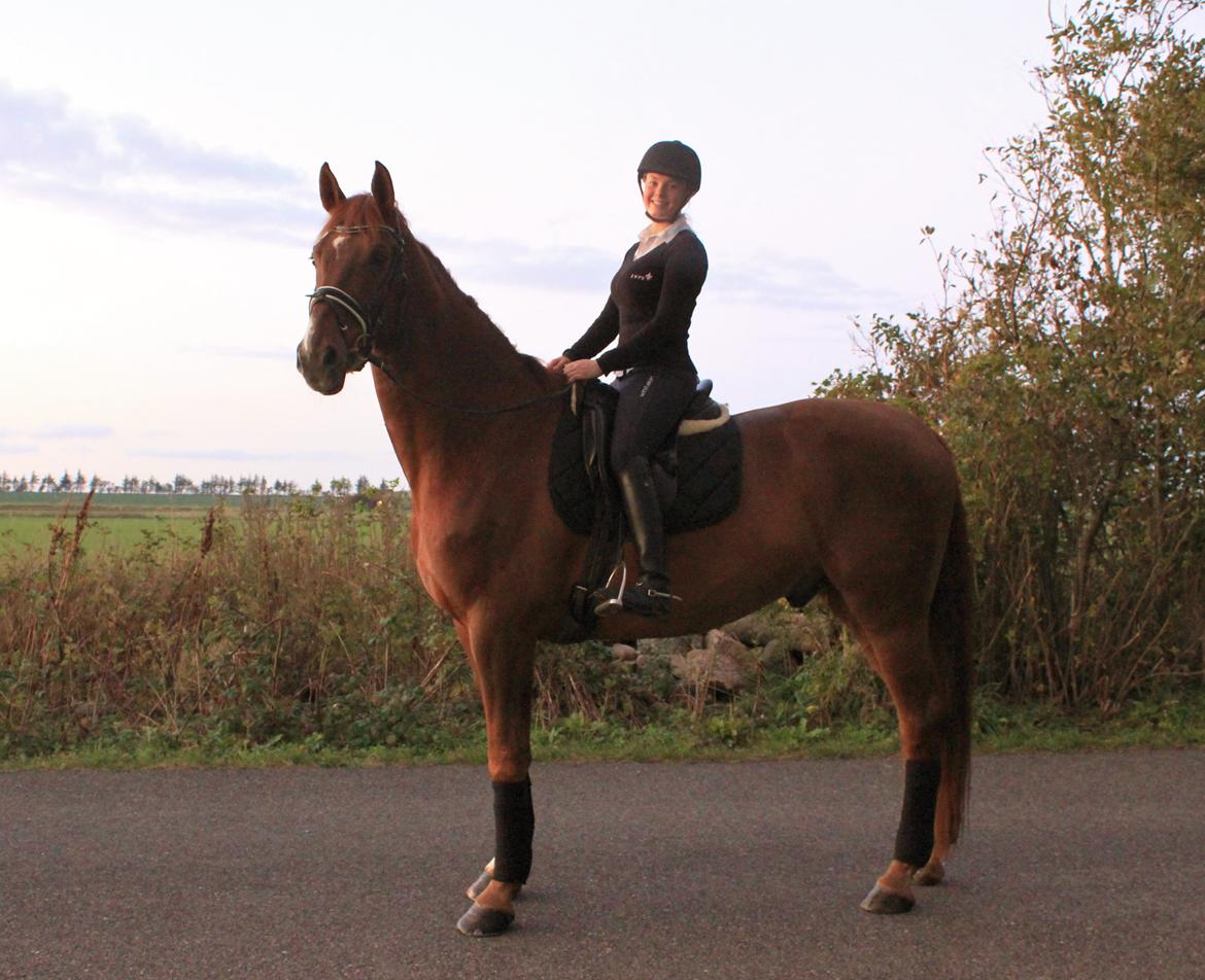 Dansk Varmblod Revaldo D.  billede 28