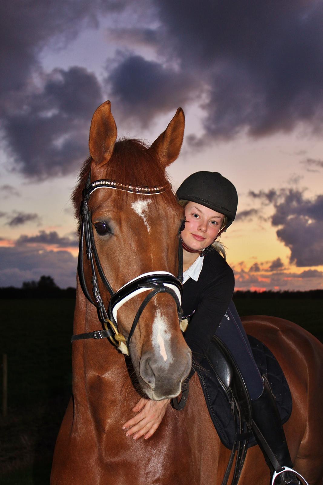 Dansk Varmblod Revaldo D.  billede 16