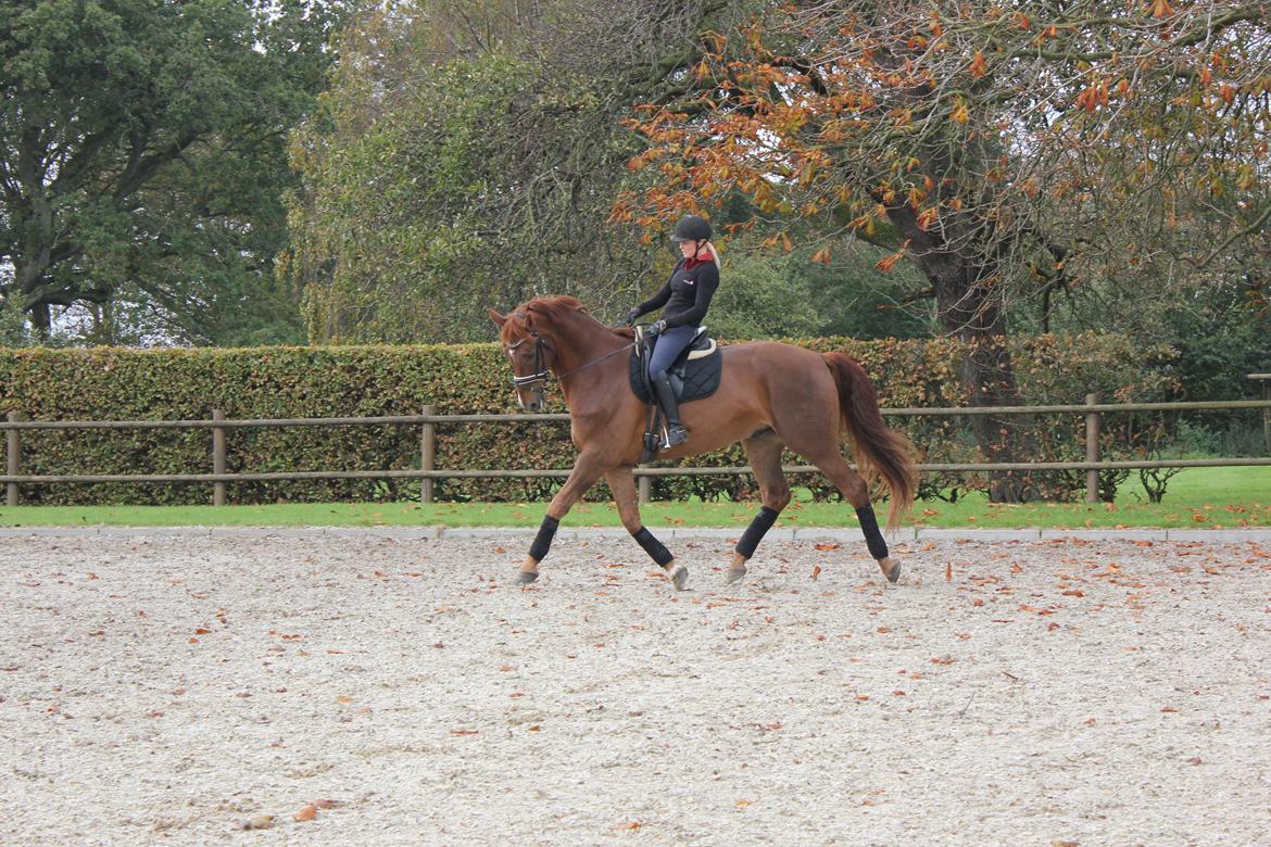 Dansk Varmblod Revaldo D.  billede 7