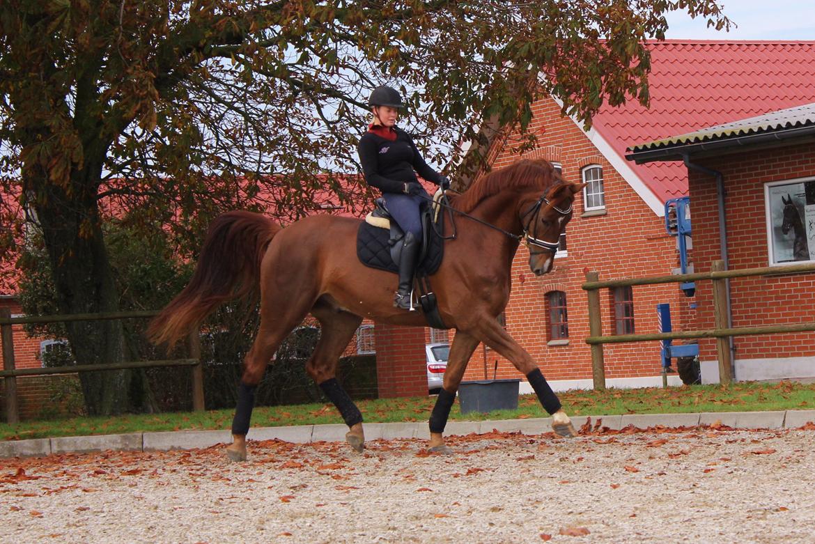 Dansk Varmblod Revaldo D.  billede 34