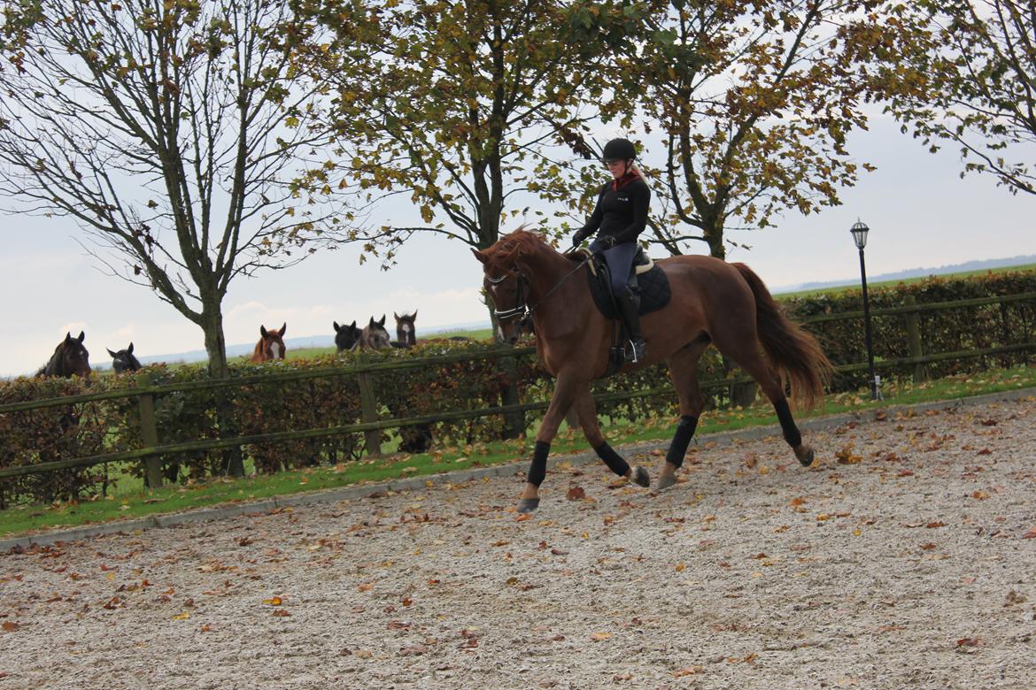 Dansk Varmblod Revaldo D.  billede 33