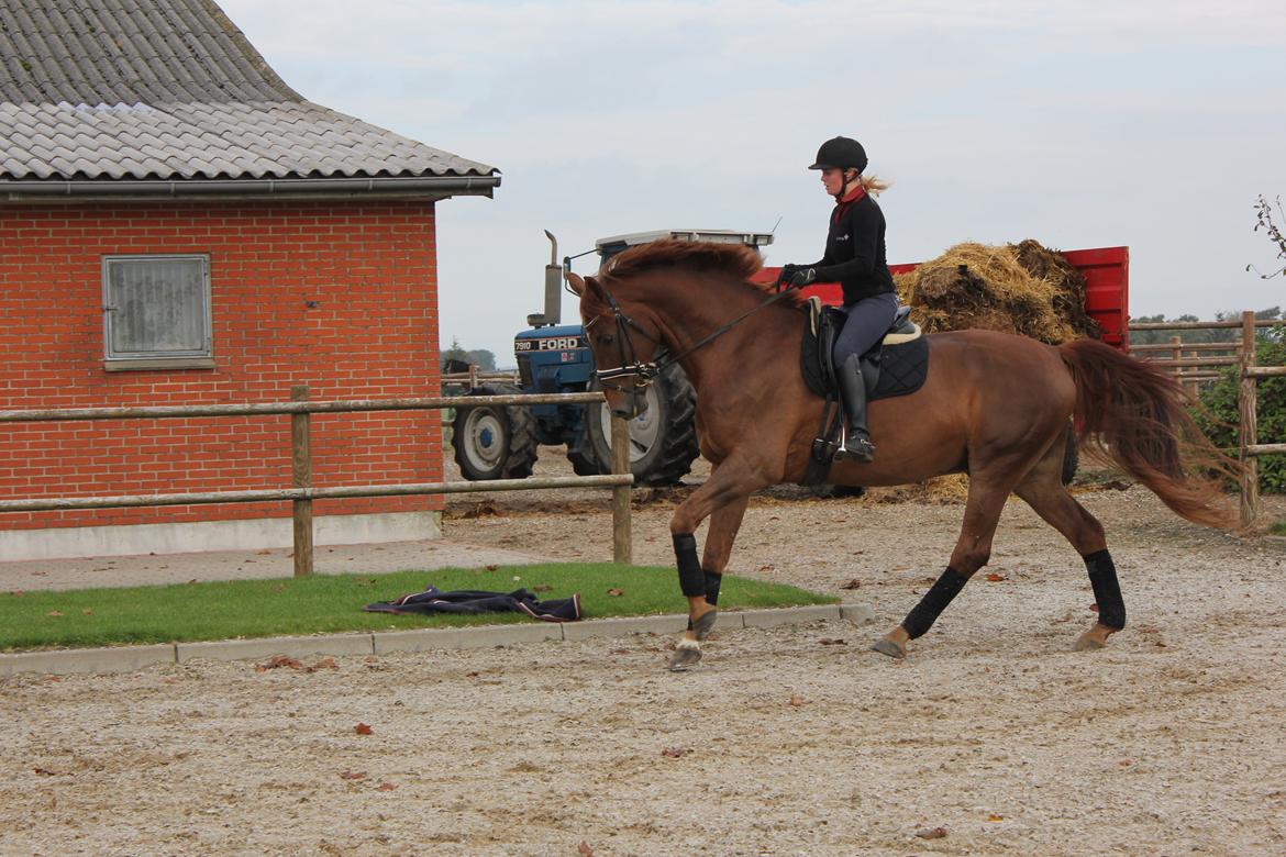 Dansk Varmblod Revaldo D.  billede 36