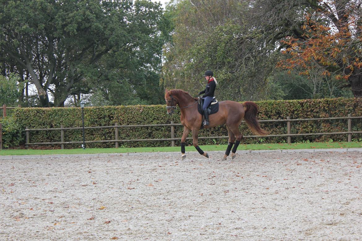 Dansk Varmblod Revaldo D.  billede 12