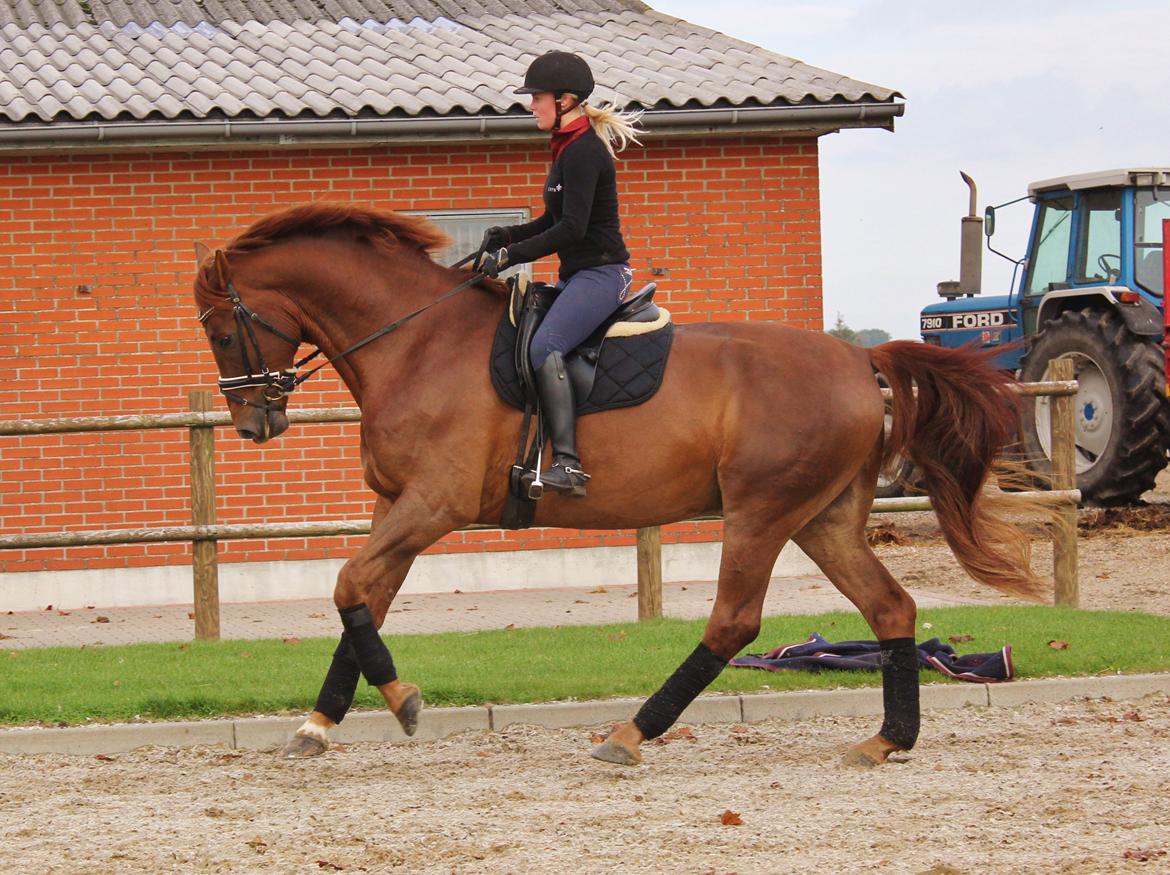 Dansk Varmblod Revaldo D.  billede 30