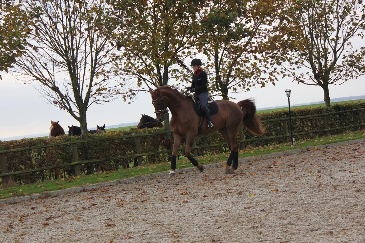 Dansk Varmblod Revaldo D.  billede 10