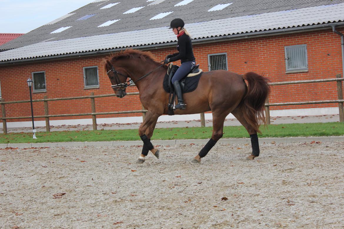 Dansk Varmblod Revaldo D.  billede 29