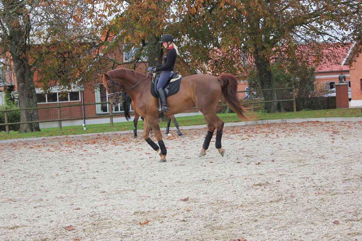 Dansk Varmblod Revaldo D.  billede 3