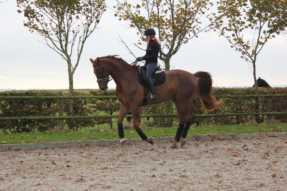 Dansk Varmblod Revaldo D.  billede 27