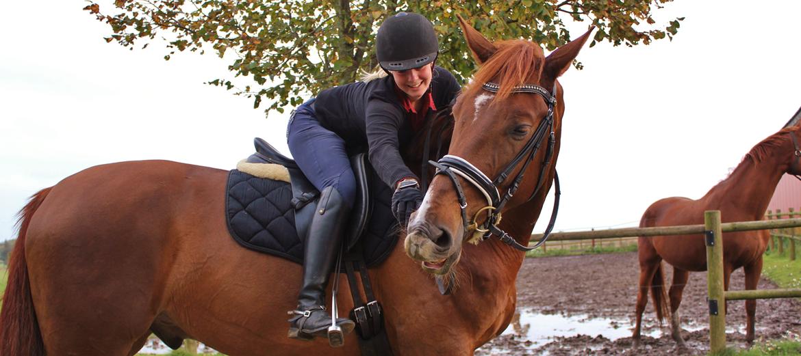 Dansk Varmblod Revaldo D.  billede 2