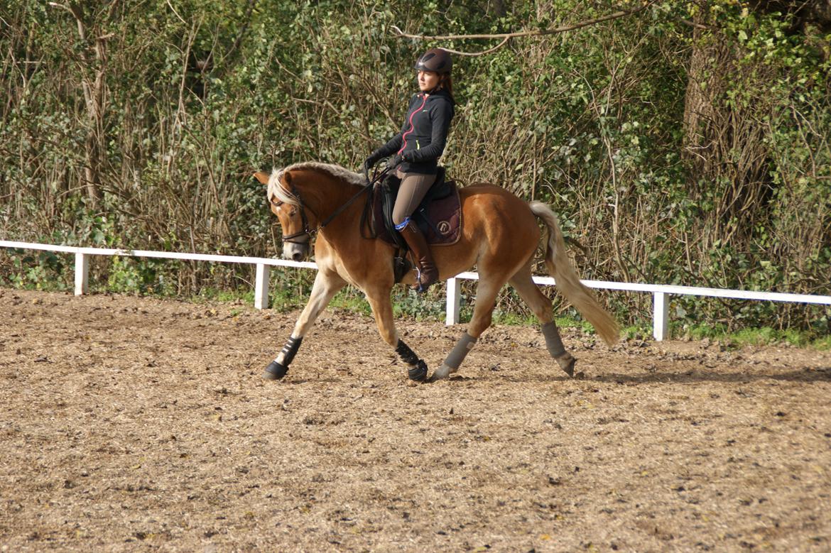 Haflinger Nordan's Wiktoria billede 8