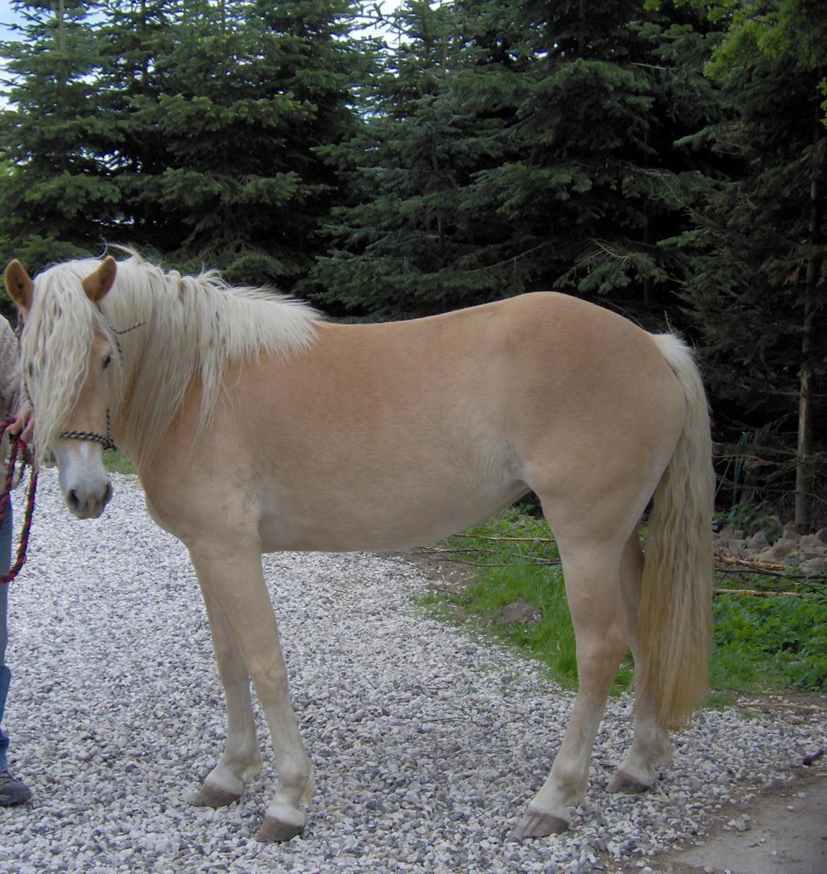 Haflinger Frisergaardens Prilla - 2007 billede 4