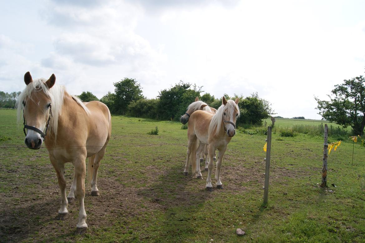 Haflinger Frisergaardens Prilla billede 9