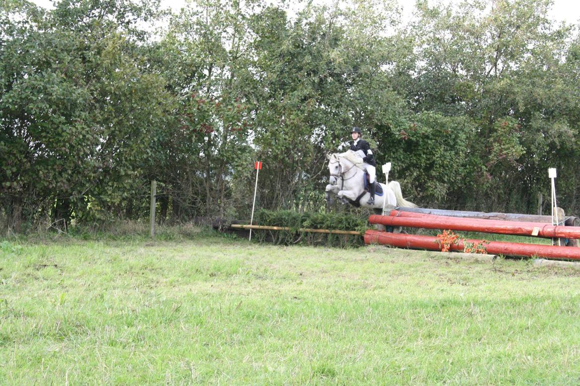 Arabisk fuldblod (OX) Lady Charlott OX billede 13