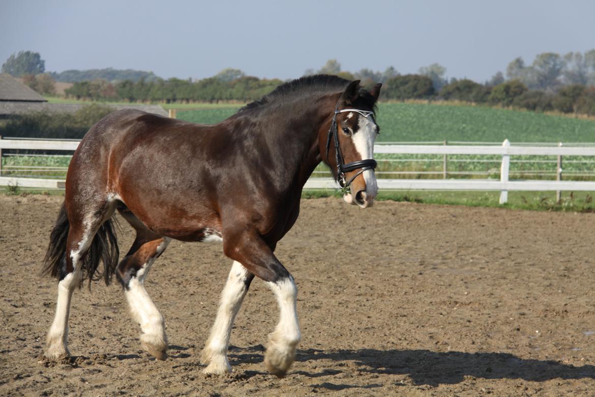 Shire Shirefarm en chating Elektra - Elektra 3 år billede 15