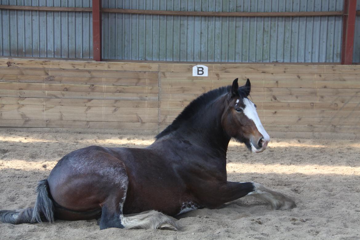 Shire Shirefarm en chating Elektra - Elektra 3 år billede 16