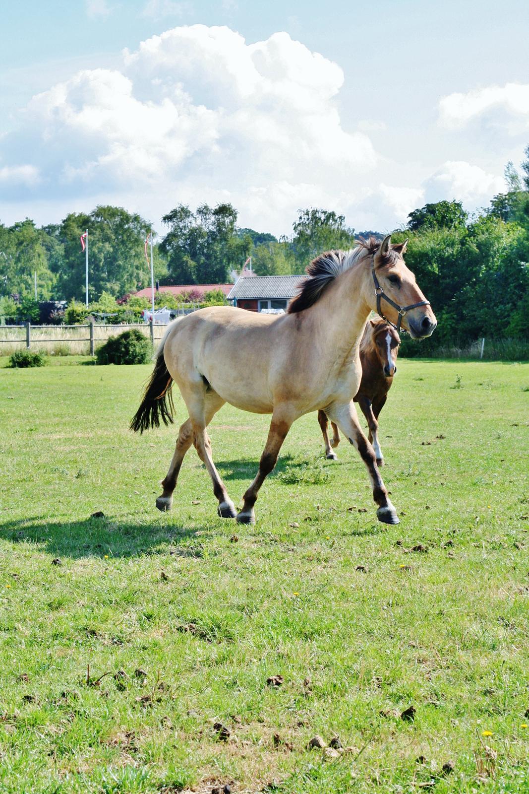 Anden særlig race Sexy Lover - 2 dagen hvor han mødte sine nye fold kammerater billede 23