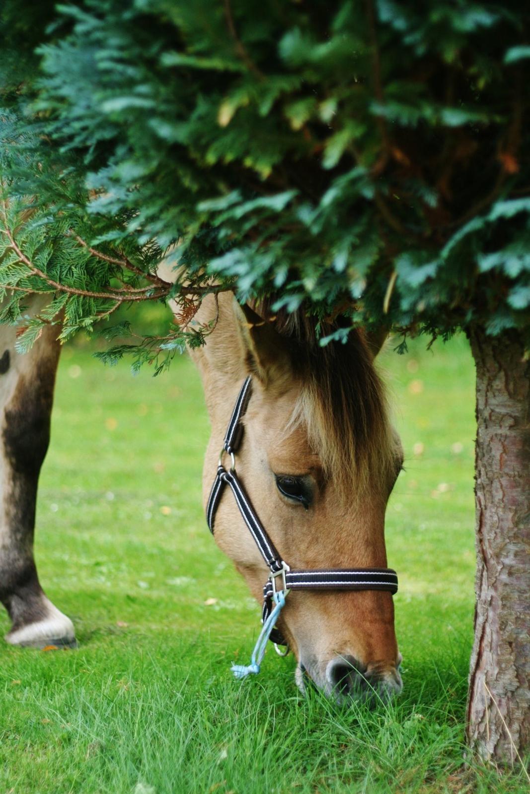 Anden særlig race Sexy Lover - hjemme i haven billede 28