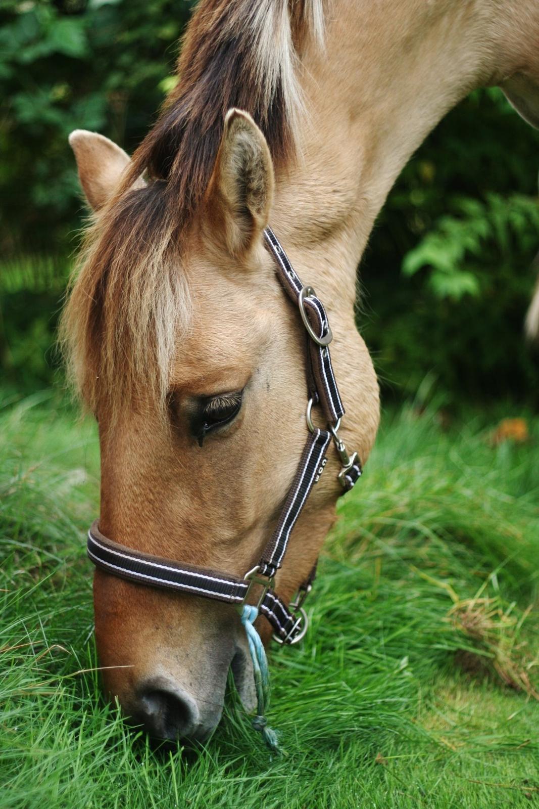 Anden særlig race Sexy Lover - en tur i haven billede 29
