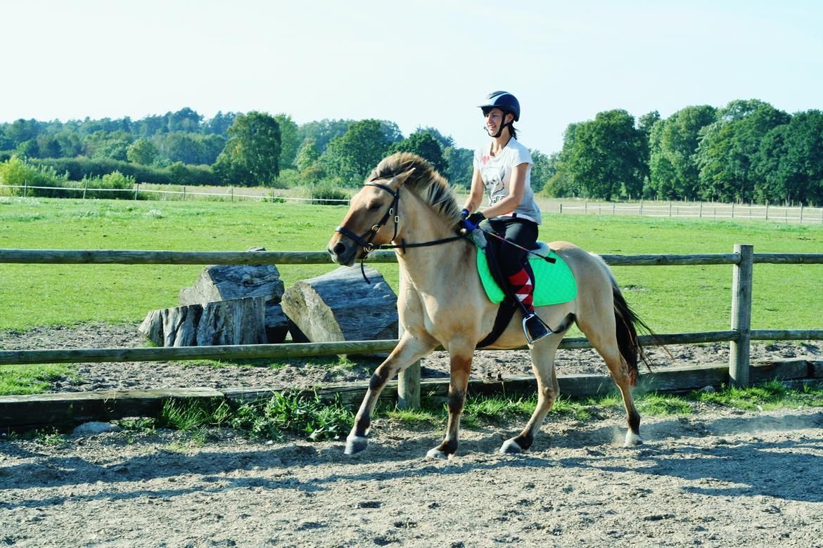 Anden særlig race Sexy Lover - første galop på banen billede 26