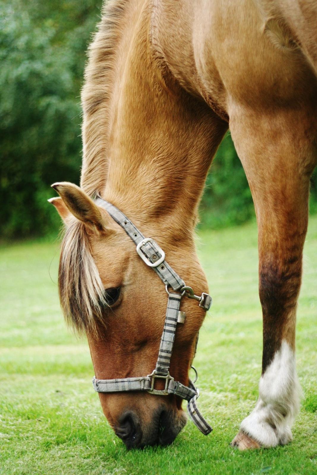 Anden særlig race Nuggi - Så er han kommet i haven <3 billede 45