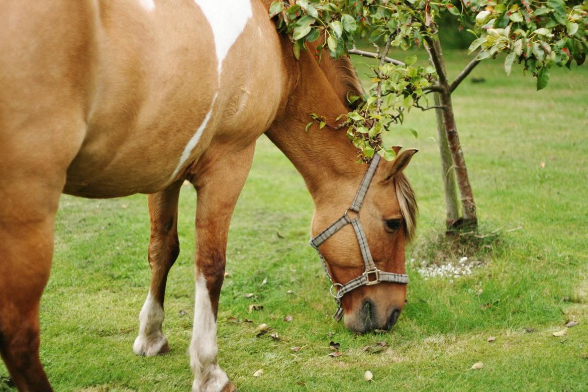 Anden særlig race Nuggi - Hjemme i haven billede 41