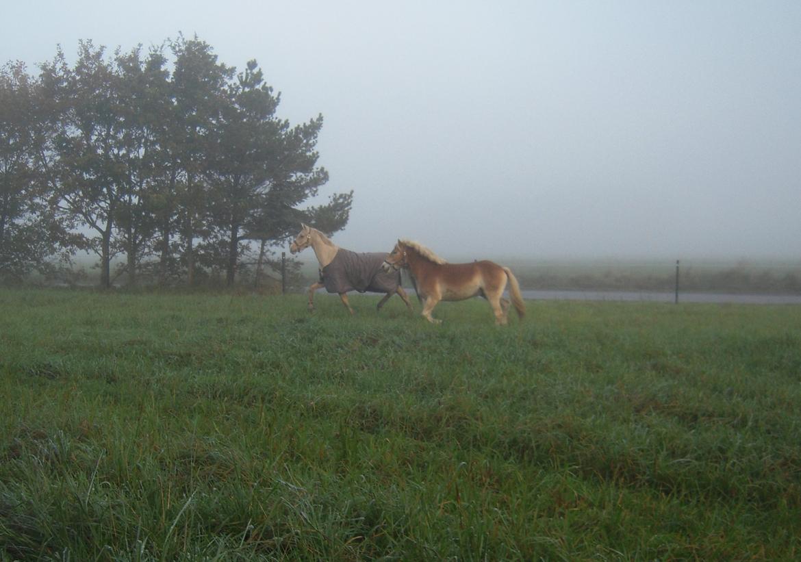 Haflinger Appell Lindegaard billede 7