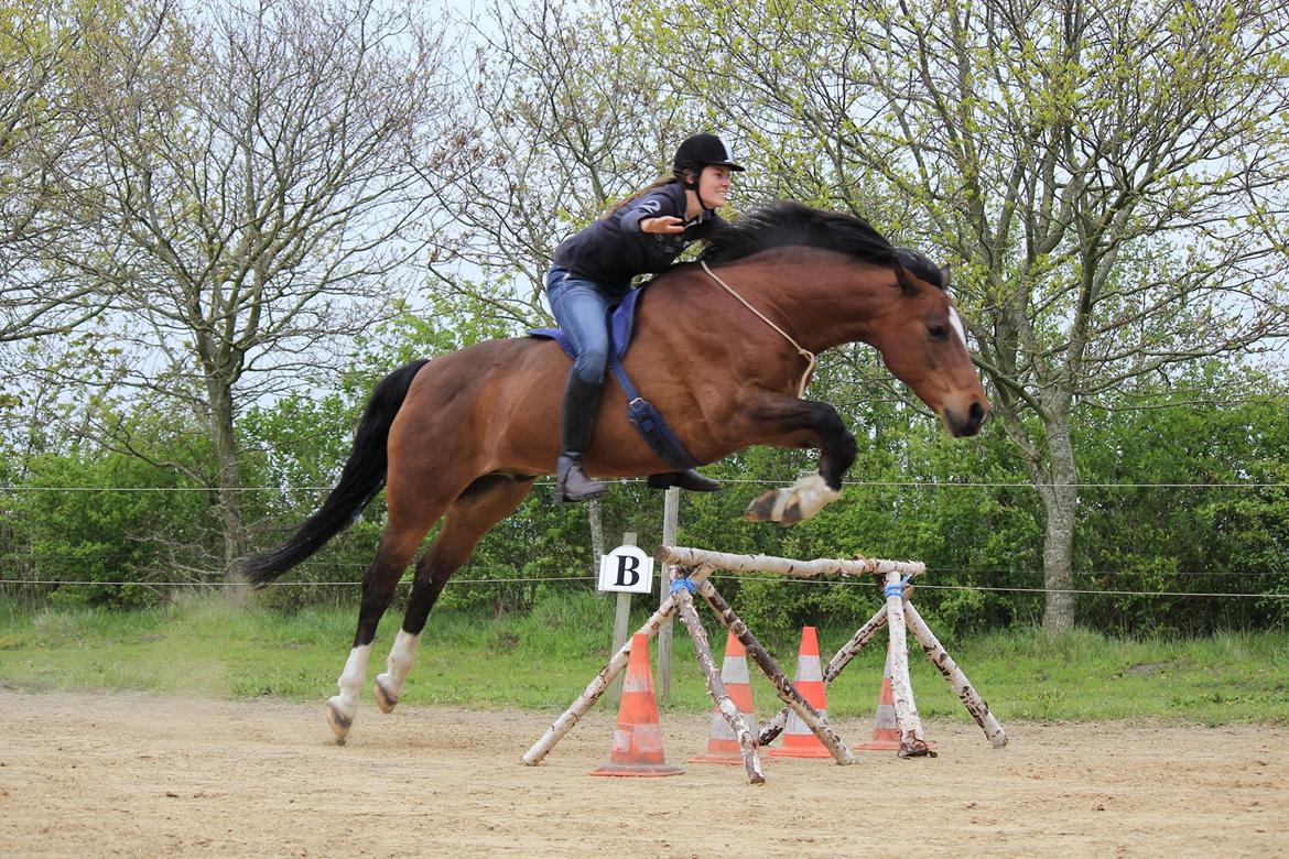 New Forest Malido billede 1