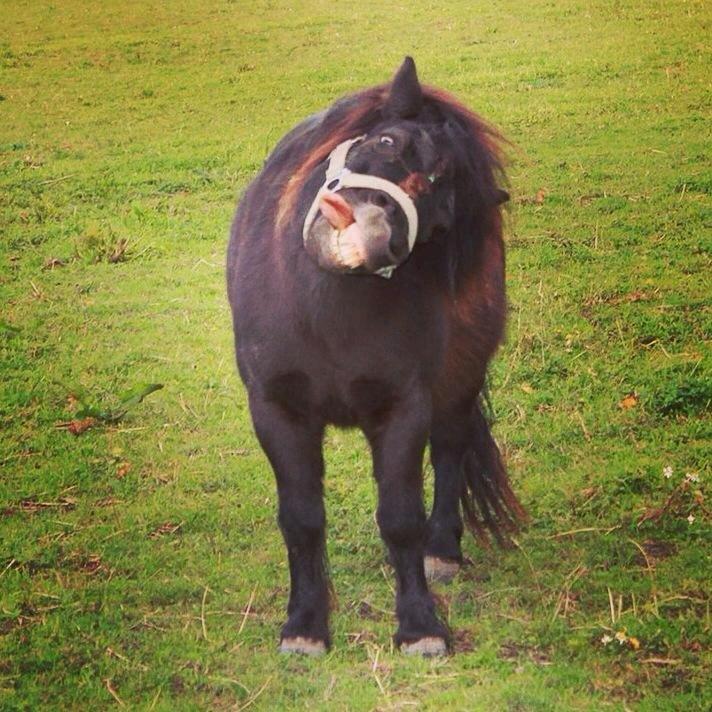 Shetlænder Frække Frederik billede 3