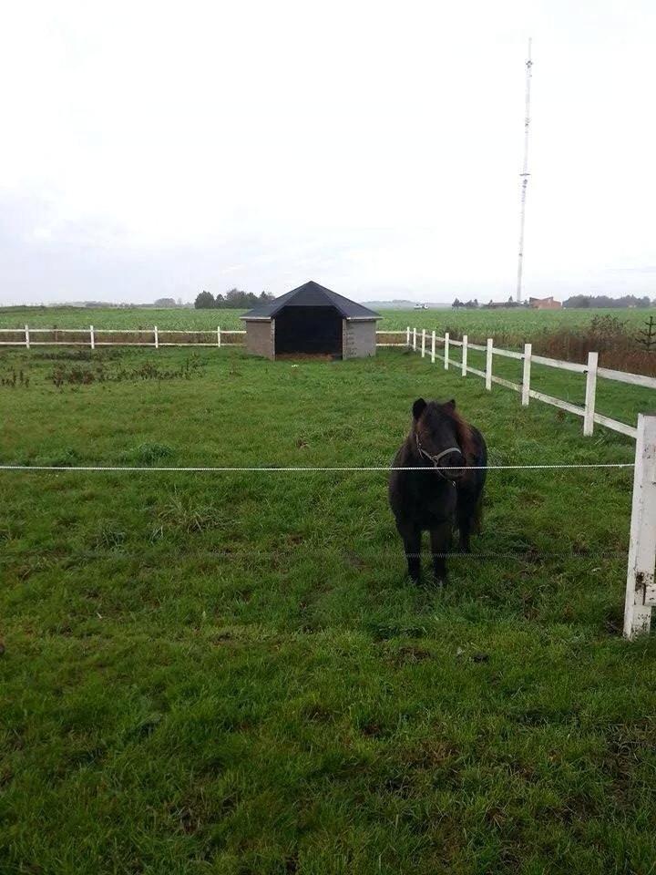 Shetlænder Frække Frederik billede 4