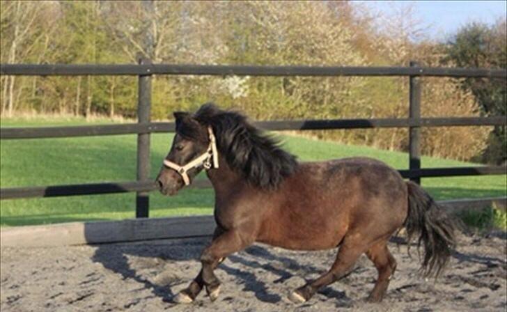 Shetlænder Frække Frederik billede 7