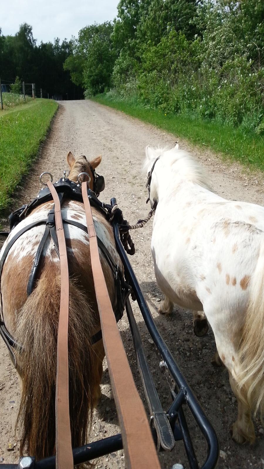 Anden særlig race Silke billede 13