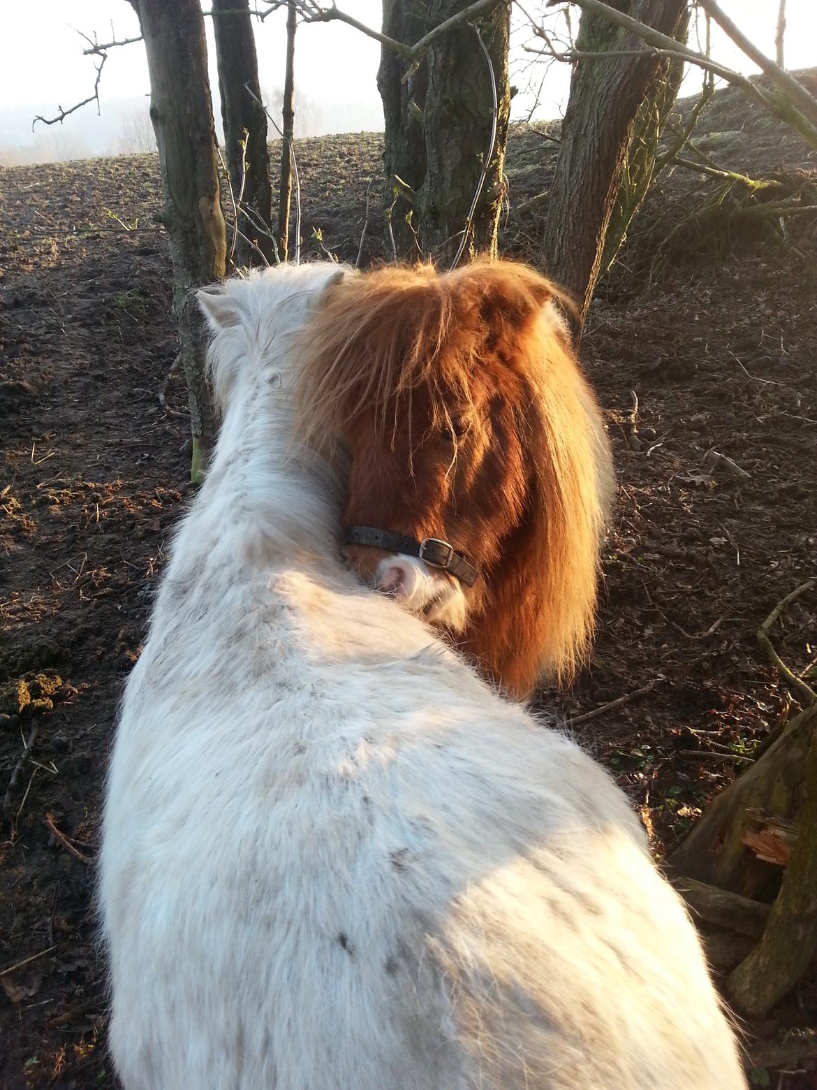 Anden særlig race Silke billede 15