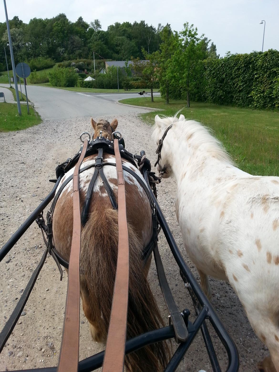 Anden særlig race Silke billede 2