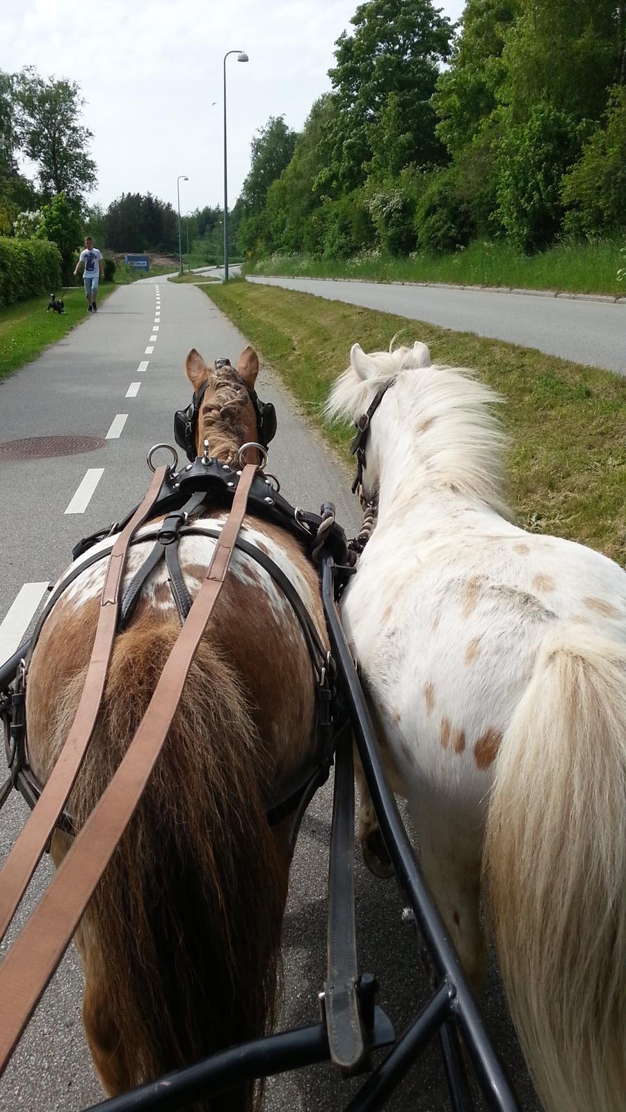 Anden særlig race Silke billede 1