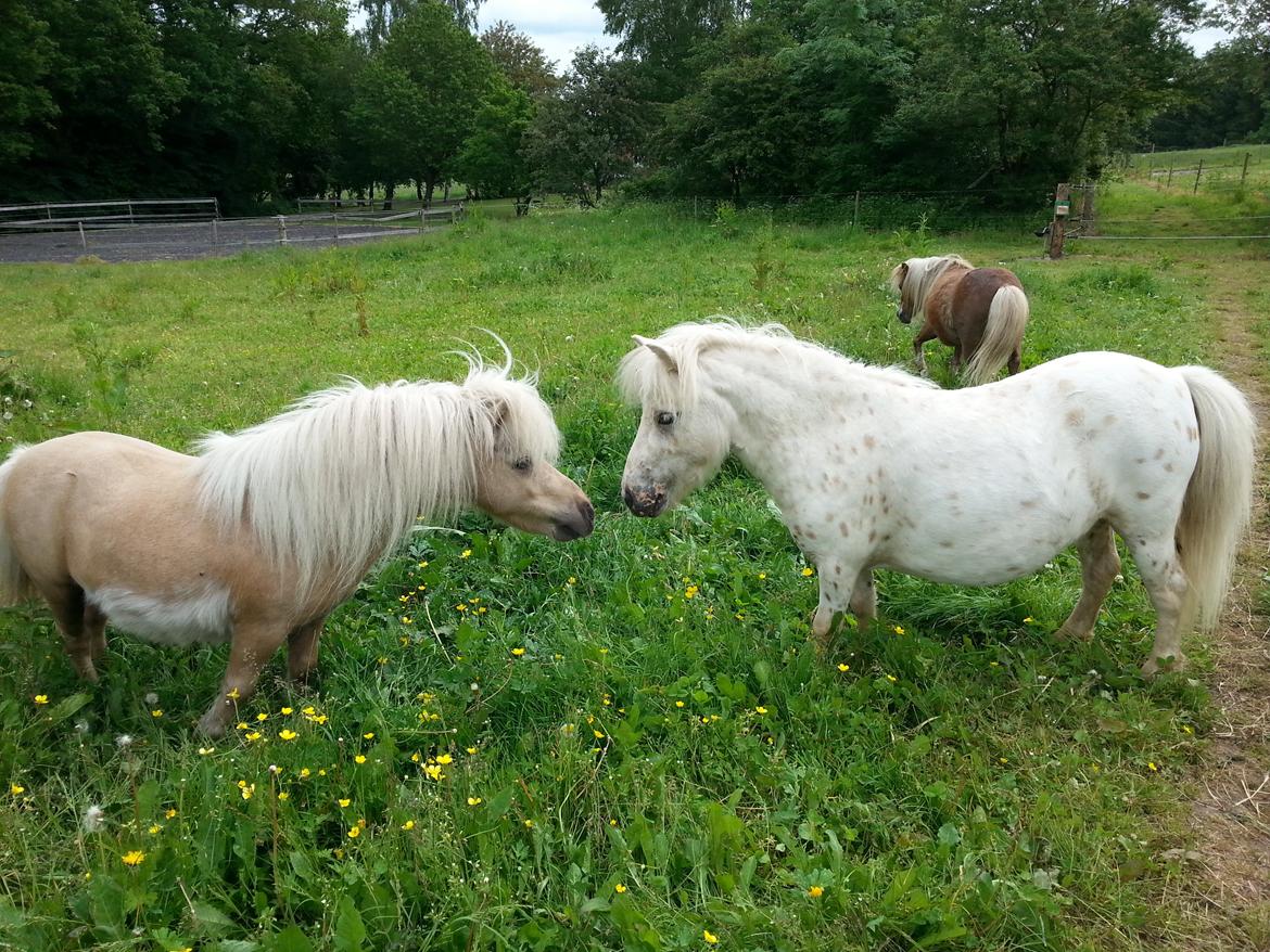 Anden særlig race Silke billede 17