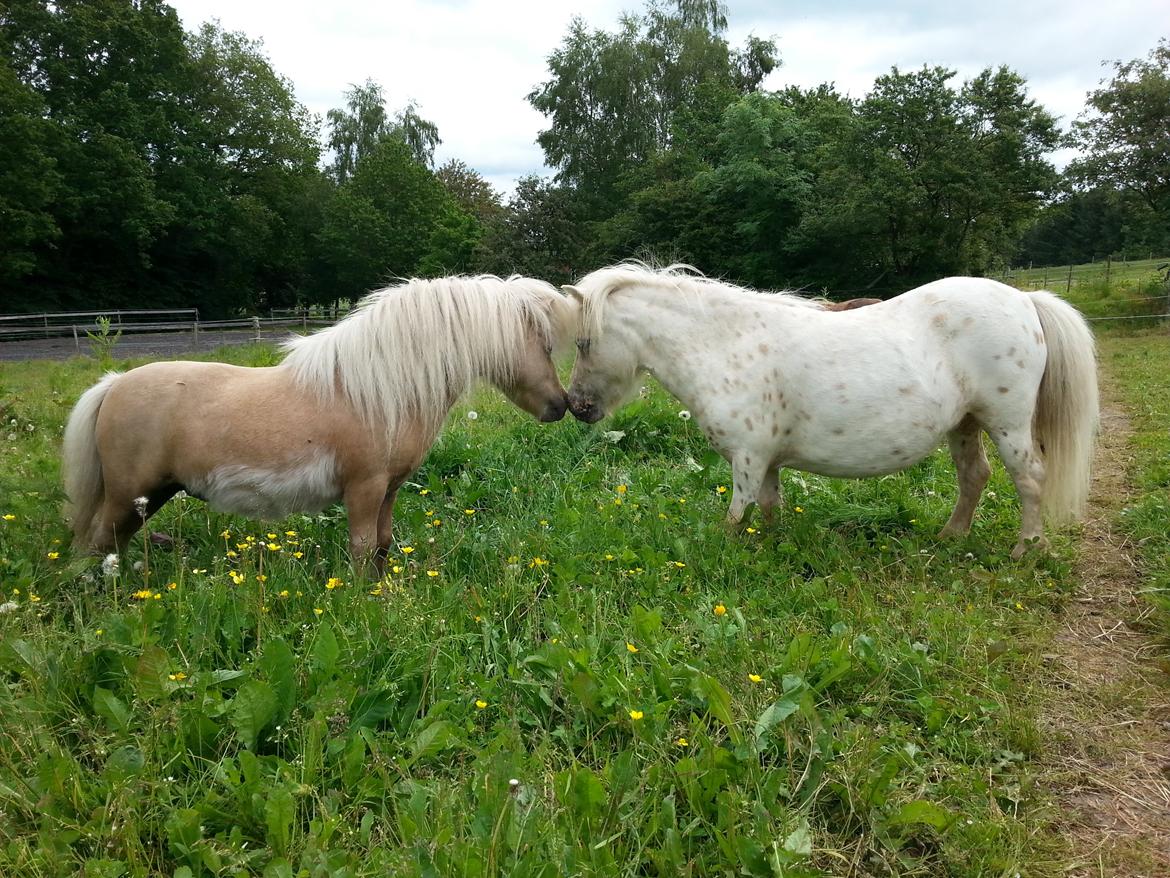 Anden særlig race Silke billede 18