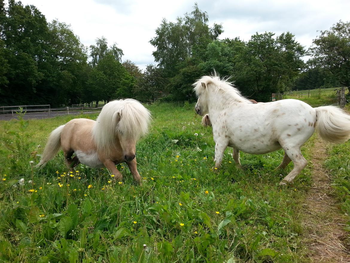 Anden særlig race Silke billede 19