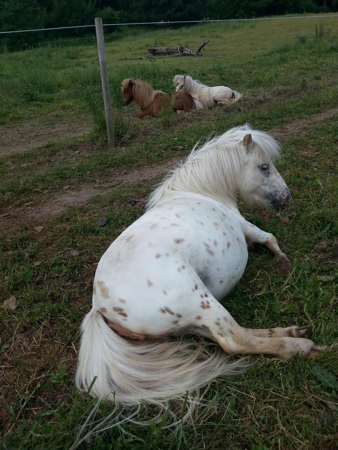 Anden særlig race Silke billede 20