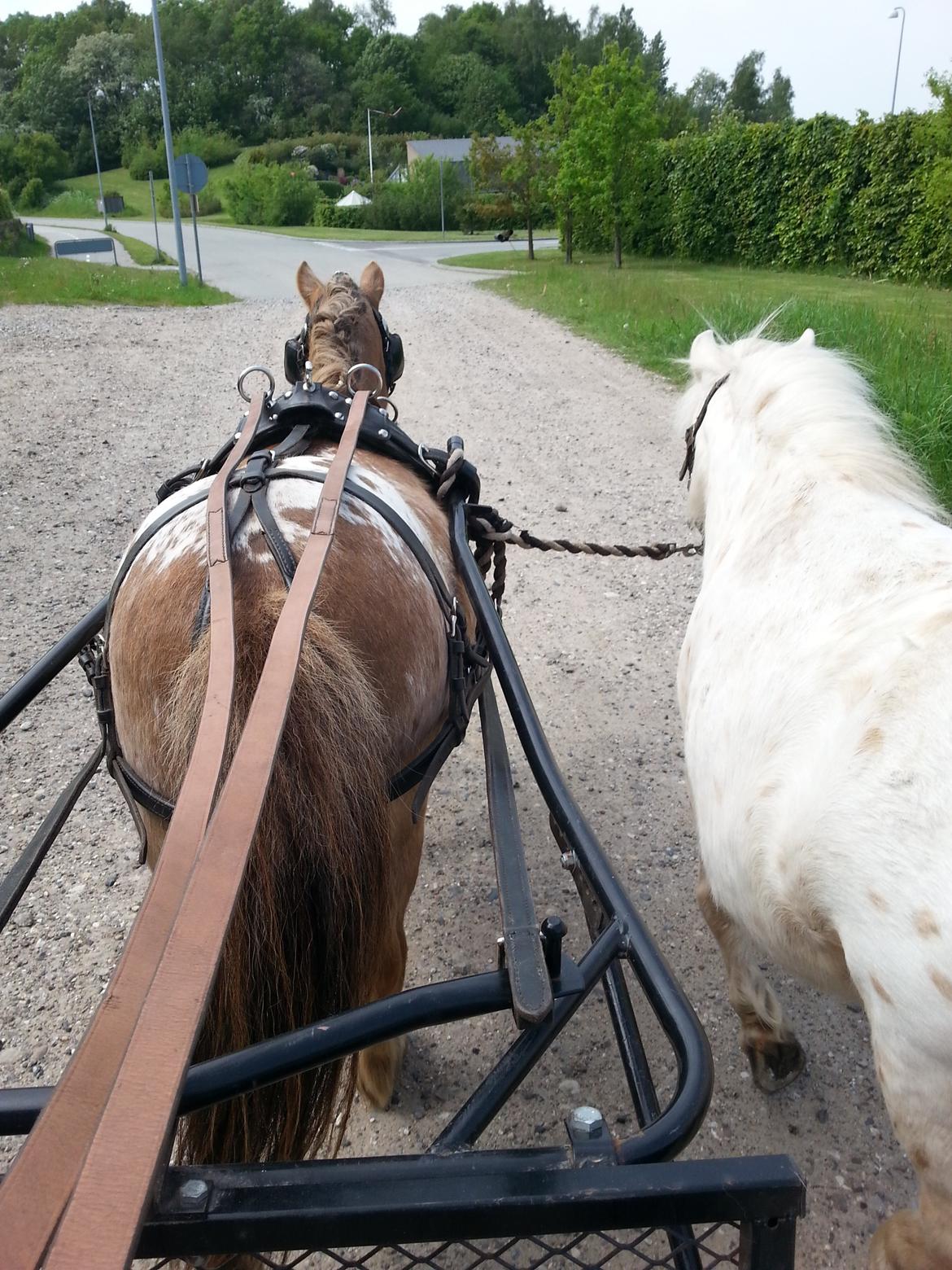 Anden særlig race Silke billede 23