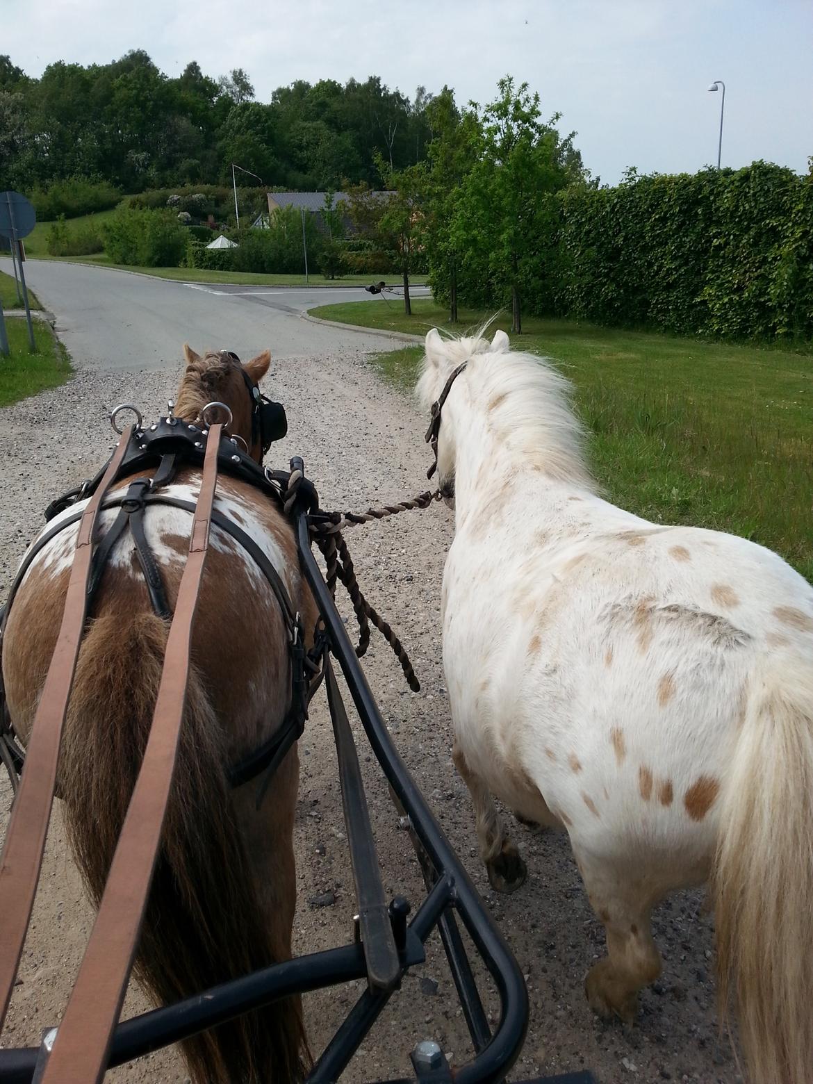 Anden særlig race Silke billede 25