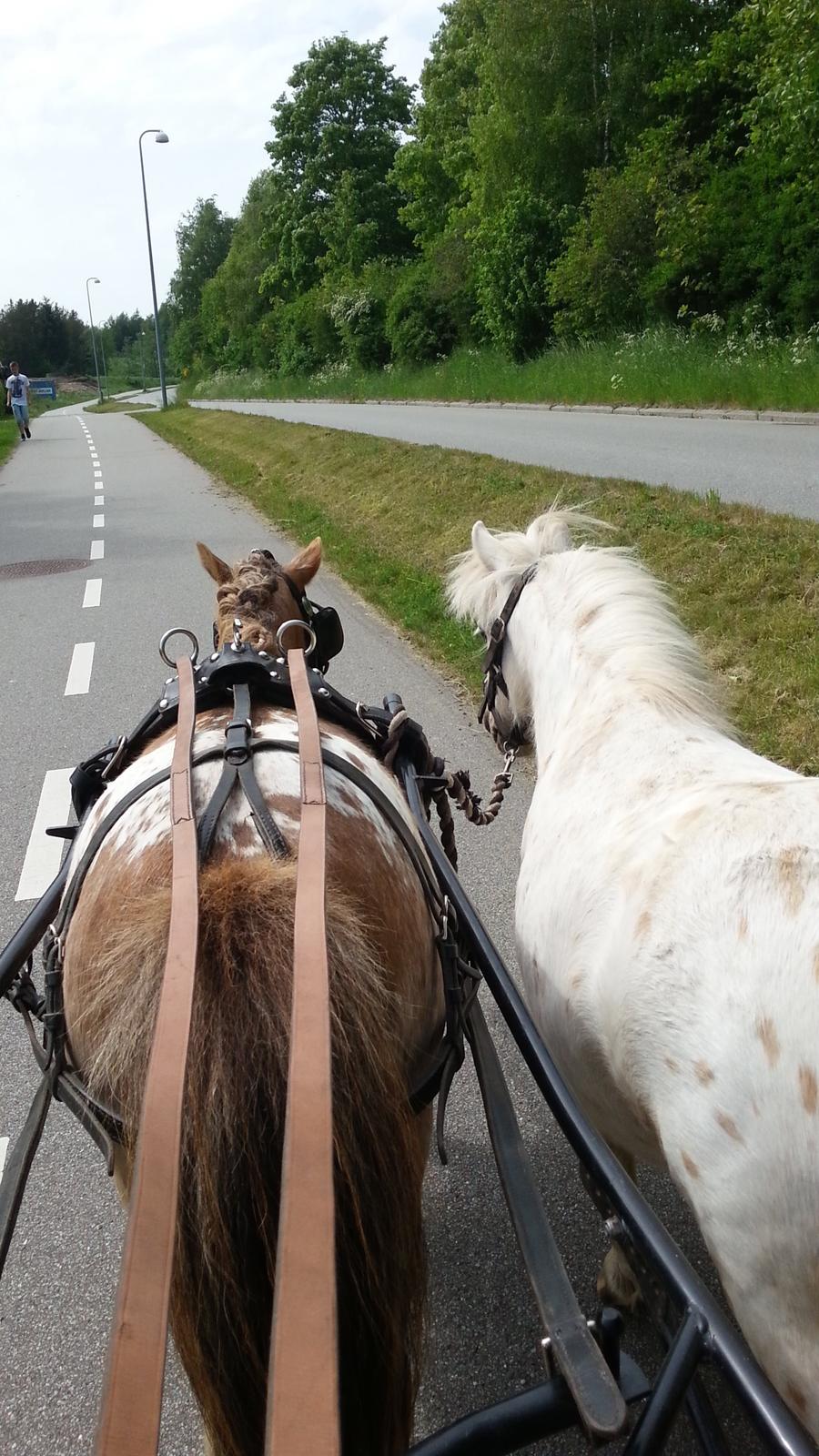 Anden særlig race Silke billede 26