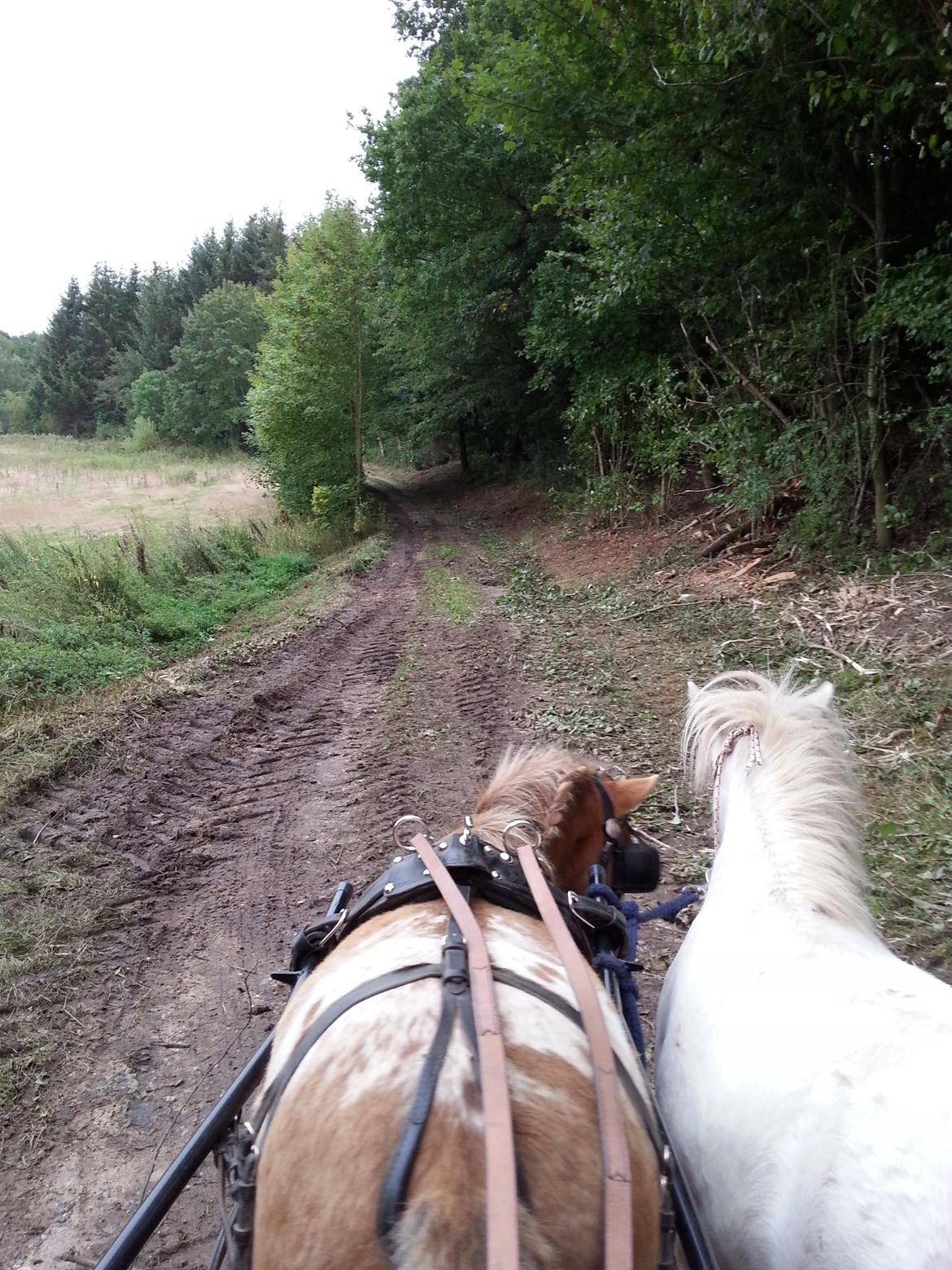 Anden særlig race Silke billede 32