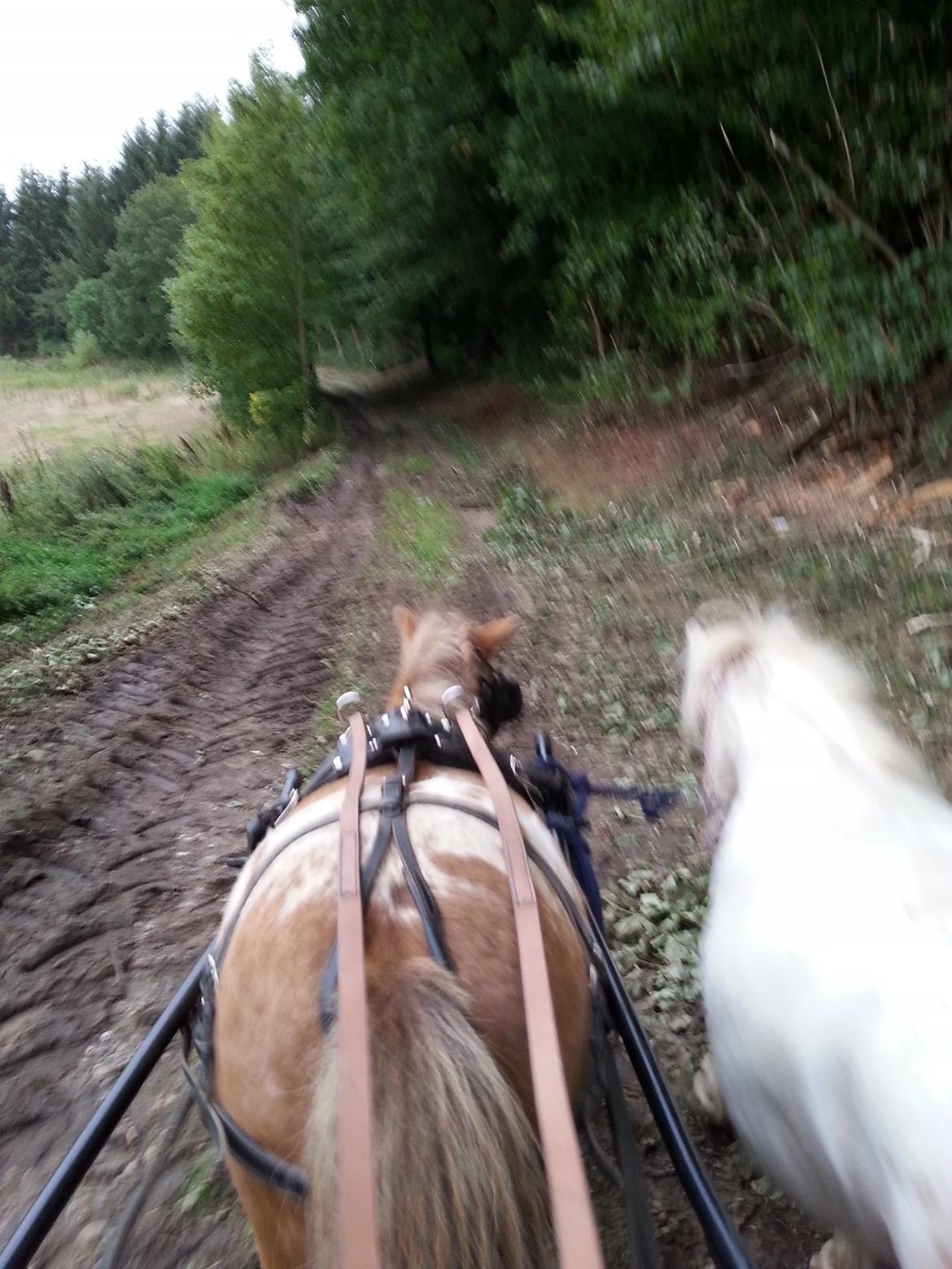 Anden særlig race Silke billede 33