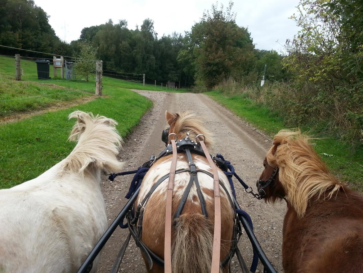 Anden særlig race Silke billede 34