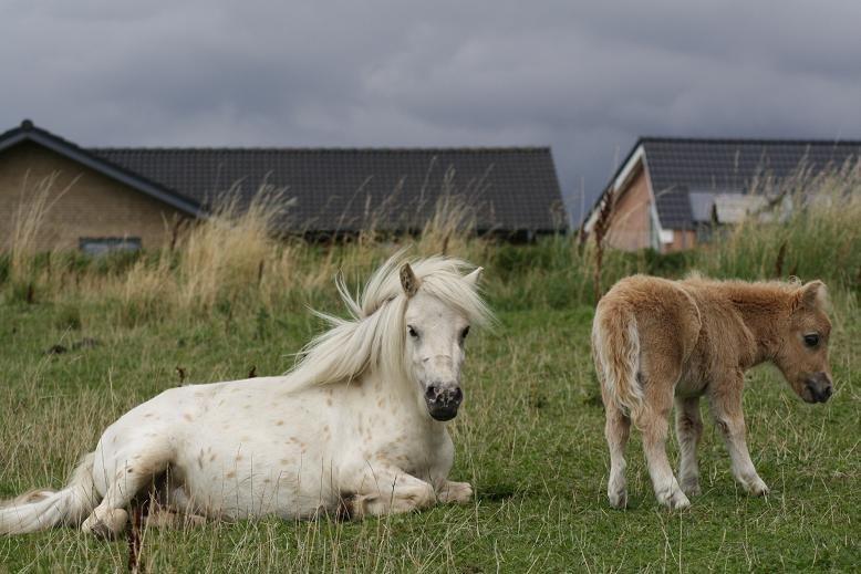 Anden særlig race Silke billede 35