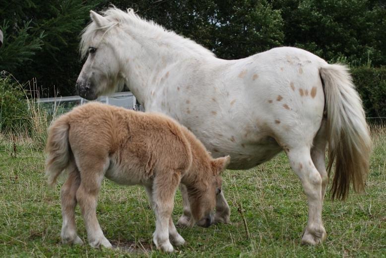 Anden særlig race Silke billede 36