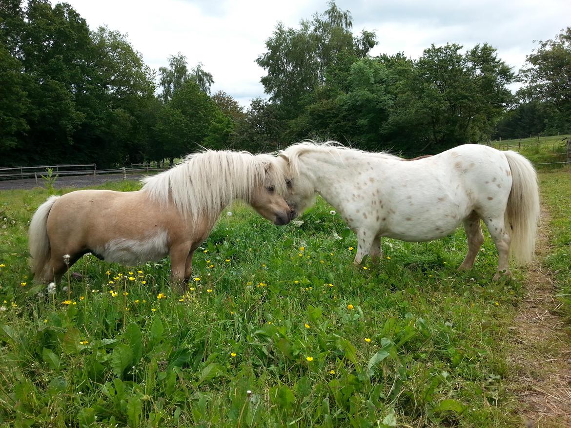Anden særlig race Silke billede 29