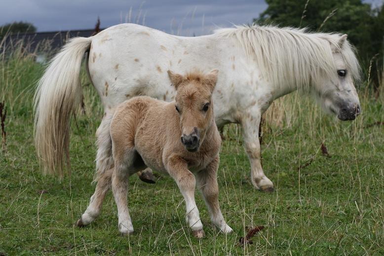 Anden særlig race Silke billede 37