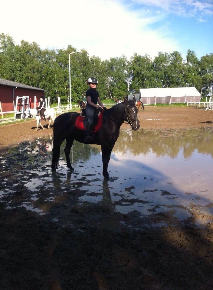 Anden særlig race / welsh race E/ Solhøjs new Question  billede 8