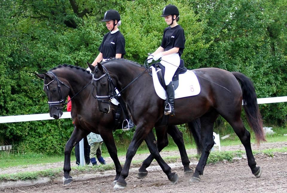 Oldenborg Stella af Vidiemosegaard billede 1